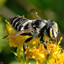 Most Common Bee Species Found In The Uk