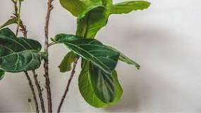 how-do-i-make-my-fiddle-leaf-fig-trunk-thicker