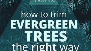 Trim your pine trees in winter during the dormant season to correct problems. Why Not To Limb Up Evergreen Trees Dengarden