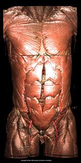 'deep' muscles are closest to. Torso And Internal Organs Of The Visible Human