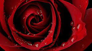 red roses hd wallpaper