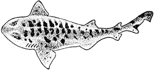 carpet shark cephaloscyllium isabellum