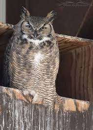 Great Horned Owl At Nest Box Human