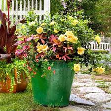 guilt free container roses this old house