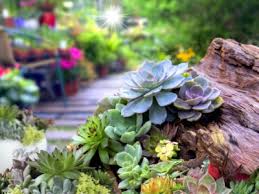 Succulent Garden Plants