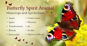 erfly meaning symbolism the