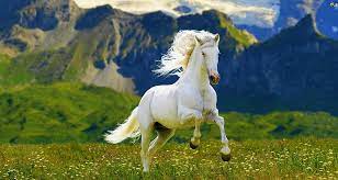 white horses stallions hd wallpaper