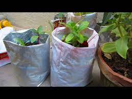 Grow Plants In Used Plastic Bags