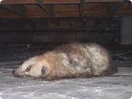 Dead Animal Under House Bad Smell Removal