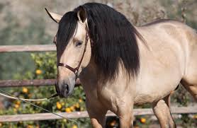 Horses for sale (ott) selling or swap off the track (ott) horses. Buckskin Andalusian Stallion Gador Dm Pre Horse