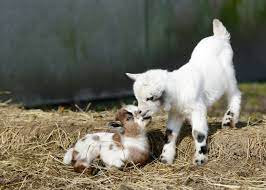 what can baby goats eat the happy