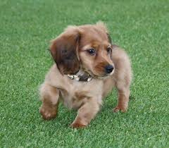 Image result for dachshunds