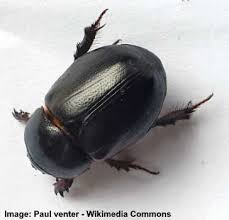 They eat dead plants and clean the environment. Black Beetles Identification With Pictures Of These Bugs