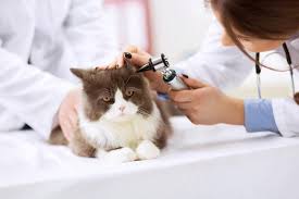 Start with kitty's abdomen and legs, gently combing the fur upward toward. 12 Reasons For Hair Loss Around A Cat S Ears Lovetoknow