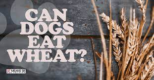 can dogs eat wheat sit means sit dog