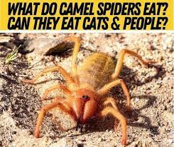 Jumping spider feeding on a fruit fly (photo: What Do Camel Spiders Eat Can They Eat You