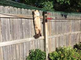 Pet Yard Containment Pen Cat Fence