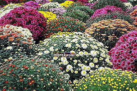 Грижа за домашни цветя и стайни растения. Krasivi Gradinski Cvetya Cftyashi Prez Esenta