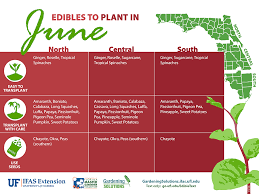 Summer Guide To Edible Gardening