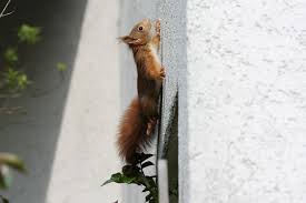 May 19, 2020 by erik martin. Squirrels In The Attic How To Know Animal Remover