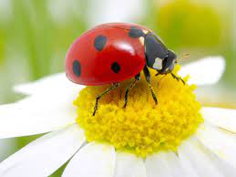 ladybug facts and photos