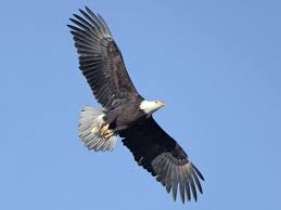 Image result for american bald eagle