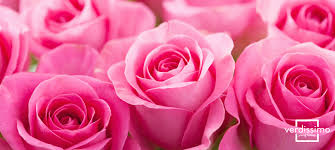 El significado de las rosas rosas, sus usos y variedades - Verdissimo