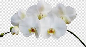 Flower White Moth Orchid Petal Plant