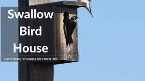 Build The Perfect Swallow Bird House
