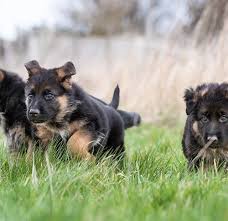 Puppies will have the first set of shots and been dewormer multiple times. How To Train A German Shepherd Puppy Timeline 8 Weeks To 2 Years