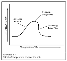 Temperature Effects Introduction To Enzymes