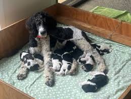 standard parti poodle dogs puppies