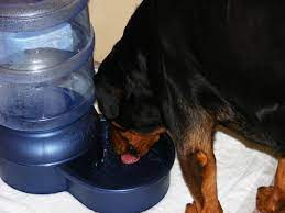 rehydrate your dog after vomiting