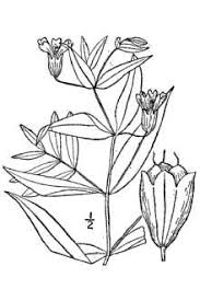 Plants Profile for Silene latifolia alba (bladder campion)