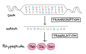 The Genetic Code Article Khan Academy