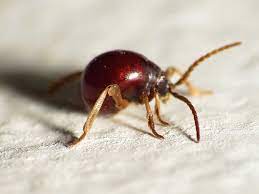 tiny red bugs in your bed everything