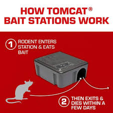 tomcat rat and mouse child and