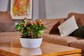 beautiful flower pots for indoor e