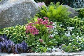 rock garden plants