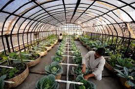 Rooftop Organic Farming Acccrn Network