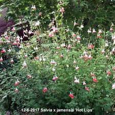 salvia x jamensis hot lips