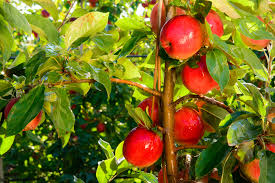 sweetango apple variety promoted by