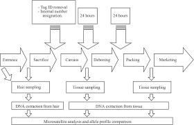 Flow Chart Of A Meat Processing Plant And Details Of