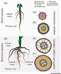 root cell types as an interface for