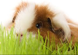 owning a guinea pig texas pet owners