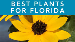 best plants for florida gardening in