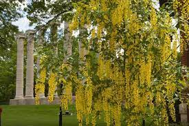Tree with yellow hanging flowers uk. Laburnum Anagyroides The Poison Goldenchain Tree White Flowering Trees Tree With Yellow Flowers Tree