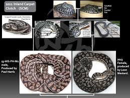 inland reptile 2021 pedigrees