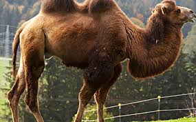 English language & usage stack exchange is a question and answer site for linguists, etymologists, and serious english language enthusiasts. Jul 2007 The Camel Does Not See The Bend In Its Neck Arabic Libya Proverb African Proverbs Sayings And Stories