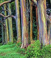 Check spelling or type a new query. Amazon Com Rainbow Eucalyptus Tree